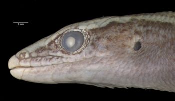 Media type: image;   Herpetology R-29161 Aspect: head lateral